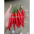 Hotsale Spicy Chaotian Chili